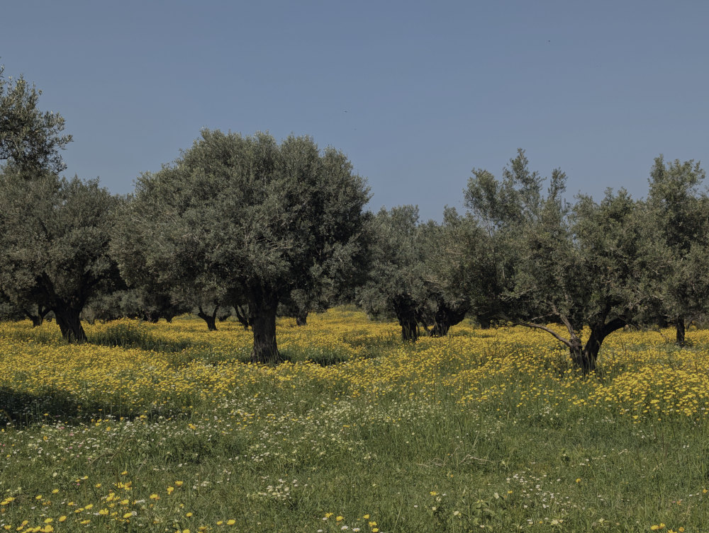 Olive grove