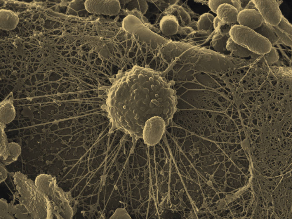 Soil Microbes